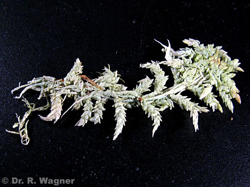 Sphagnum papillosum #26134