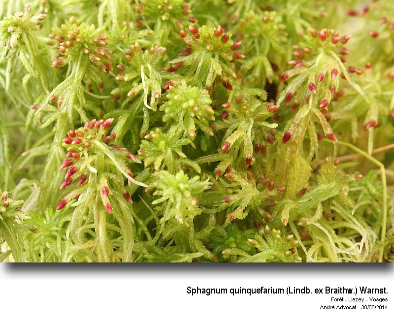 Sphagnum quinquefarium (Lindb. ex Braithw.) Warnst. #38753