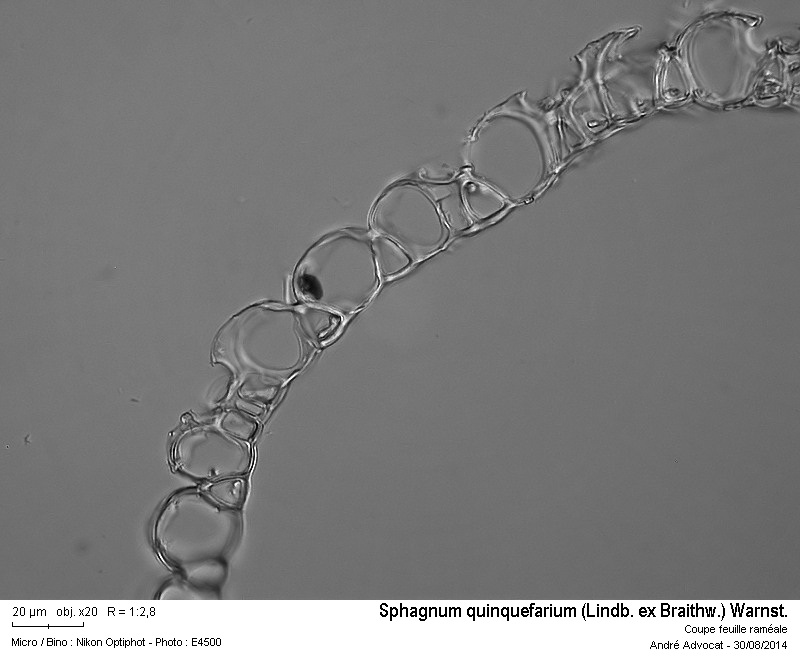 Sphagnum quinquefarium (Lindb. ex Braithw.) Warnst. #38737