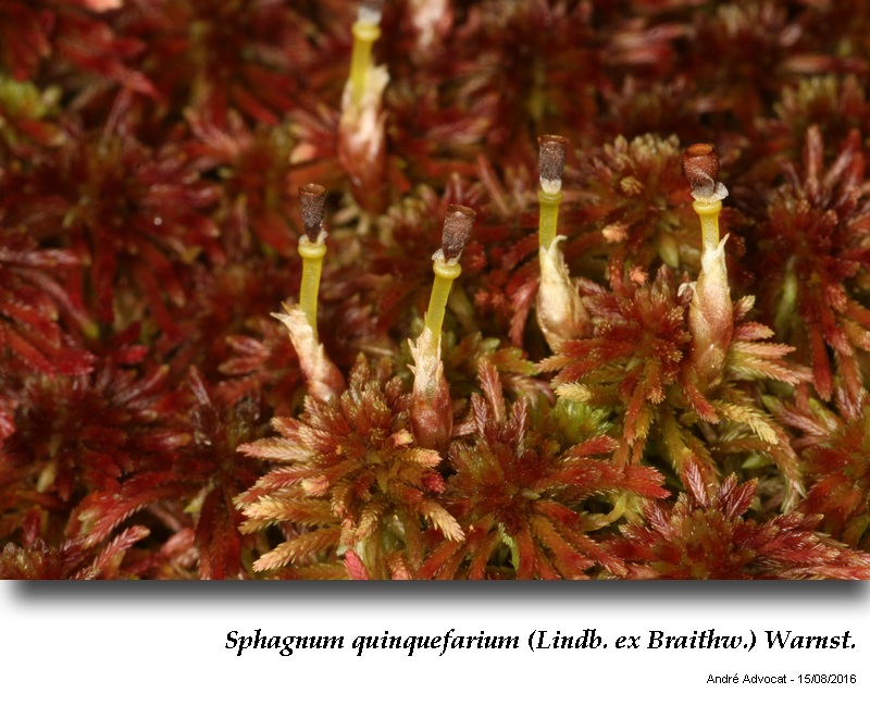Sphagnum quinquefarium (Lindb. ex Braithw.) Warnst. #47184