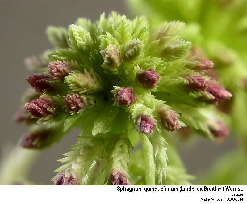 Sphagnum quinquefarium (Lindb. ex Braithw.) Warnst. #38754