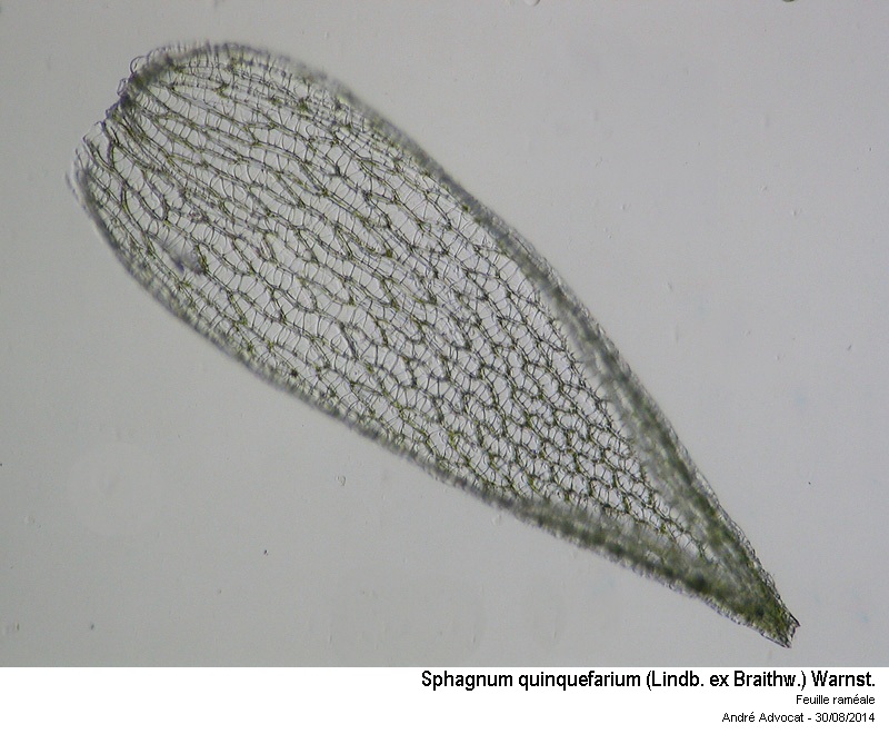 Sphagnum quinquefarium (Lindb. ex Braithw.) Warnst. #38736