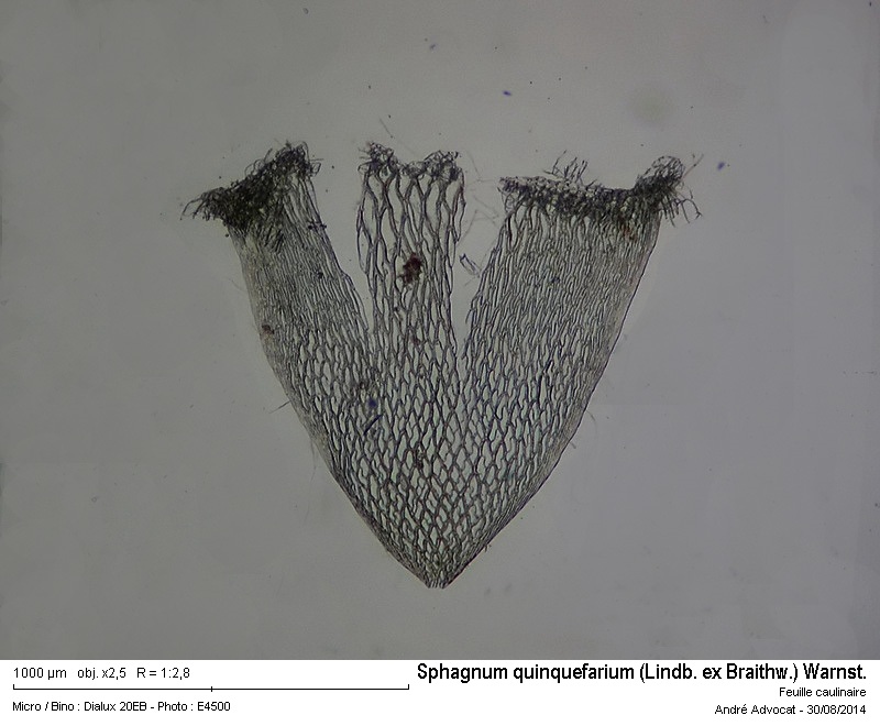 Sphagnum quinquefarium (Lindb. ex Braithw.) Warnst. #38735