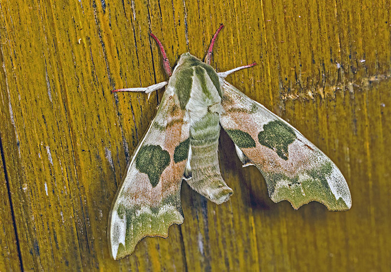 Sphinx du tilleul (Mimas tiliae) #30970