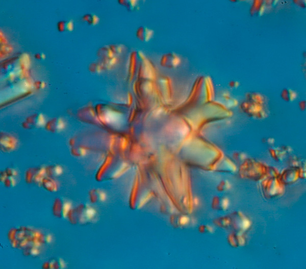 Spicules d éponge #6898
