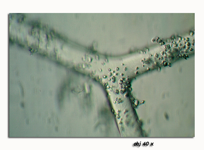 Spicules d éponge #6660