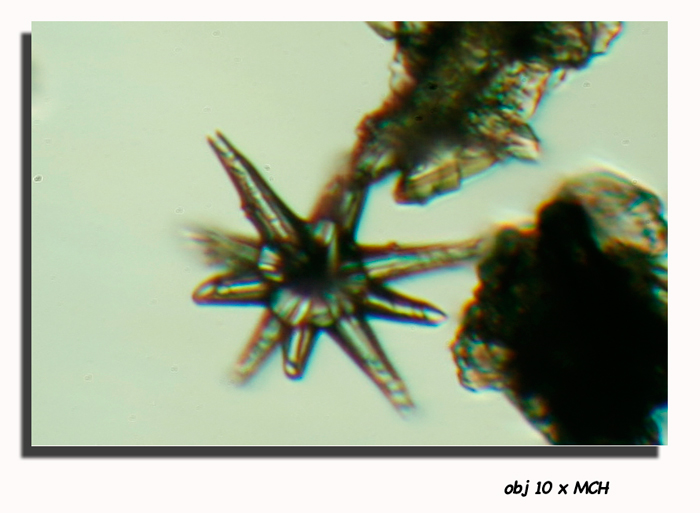 Spicules d éponge, fossiles de l éocène moyen #6683