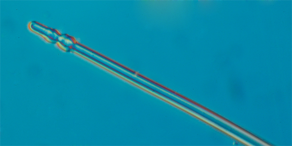 Spicules d éponge #6913