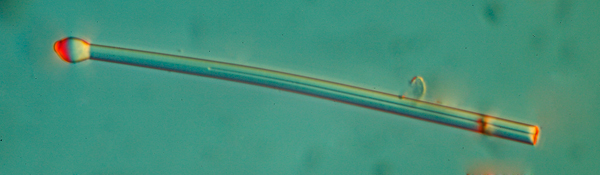 Spicules d éponge #6895