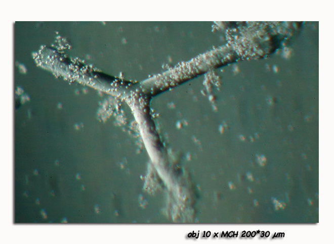 Spicules d éponge #6658