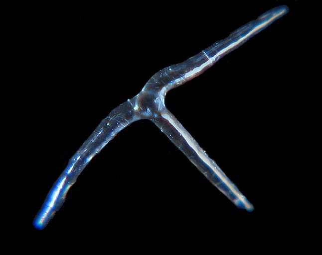 Spicules d éponge #7115