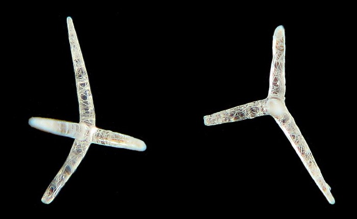 Spicules d éponge #6978