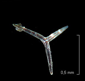 Spicules d éponge #7113