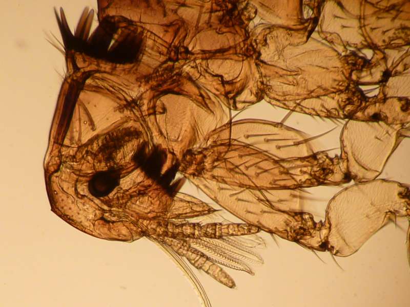 Spilopsyllus cuniculi - Puce du lapin #19410
