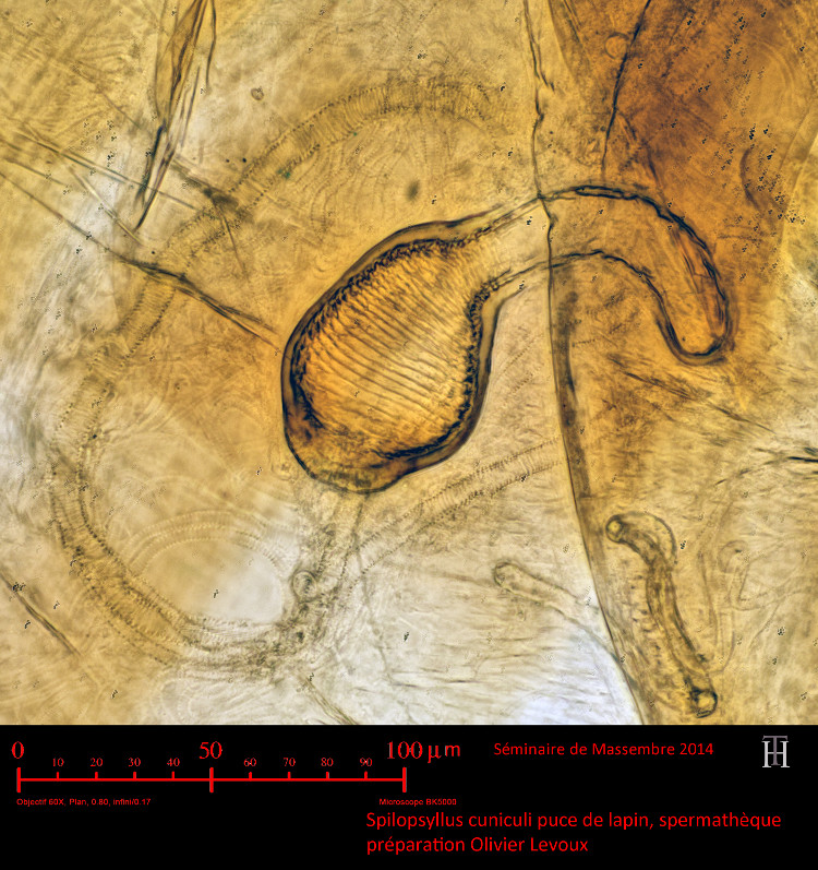 Spilopsyllus cuniculi - Puce du lapin #37014