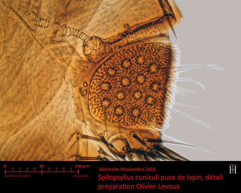 Spilopsyllus cuniculi - Puce du lapin #37012