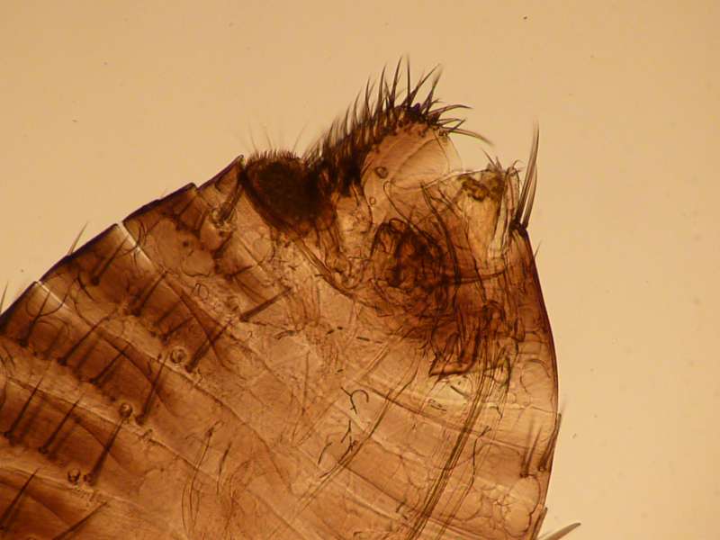 Spilopsyllus cuniculi - Puce du lapin #19408