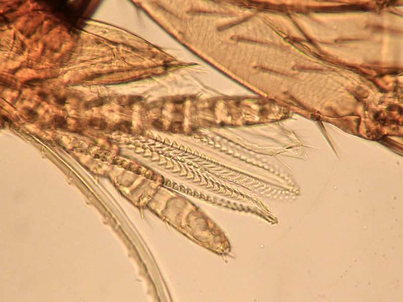 Spilopsyllus cuniculi - Puce du lapin #19409