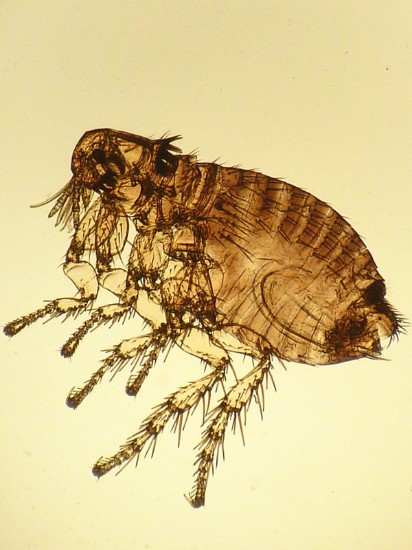 Spilopsyllus cuniculi - Puce du lapin #19450