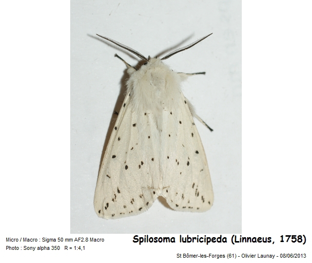 Spilosoma lubricipeda (Linnaeus, 1758) - l Ecaille tigrée #43352