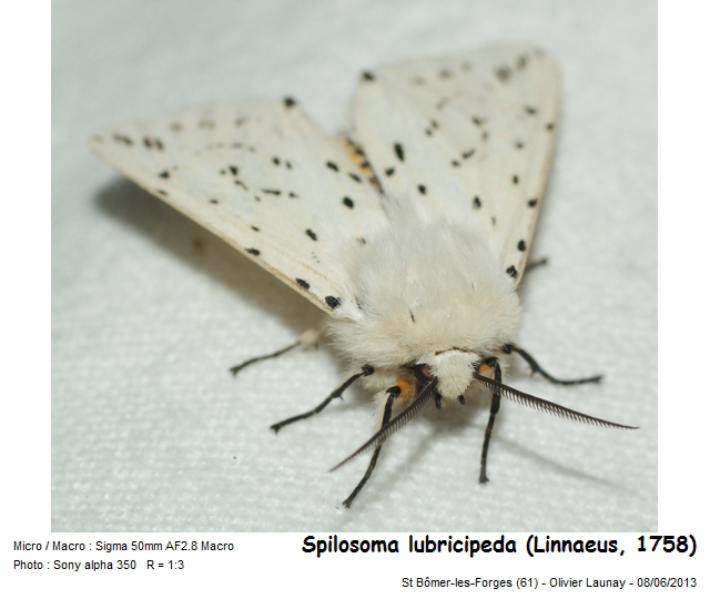 Spilosoma lubricipeda (Linnaeus, 1758) - l Ecaille tigrée #43353