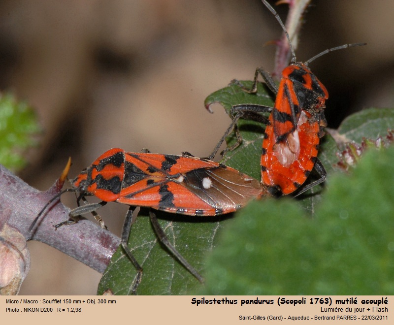 Spilostethus pandurus (Scopoli, 1763) #21472