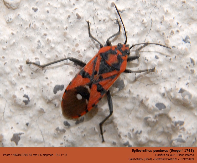 Spilostethus pandurus (Scopoli, 1763) #13940