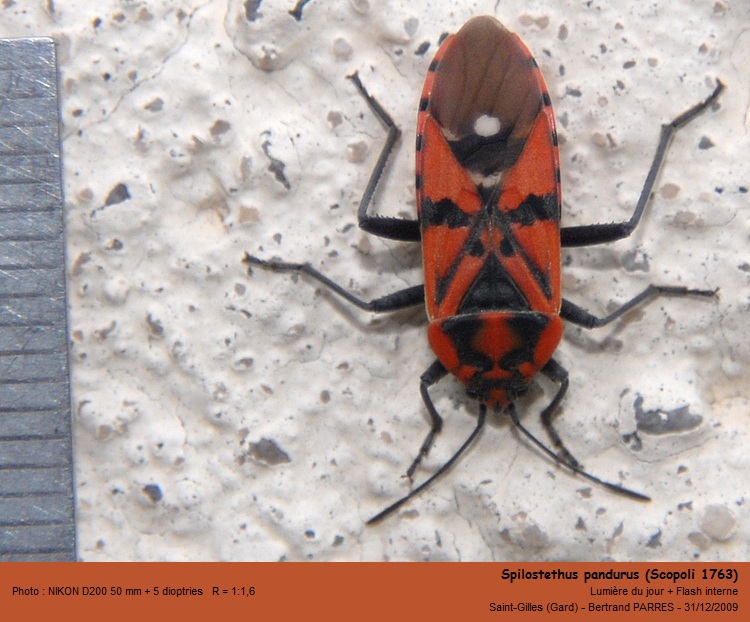Spilostethus pandurus (Scopoli, 1763) #13943