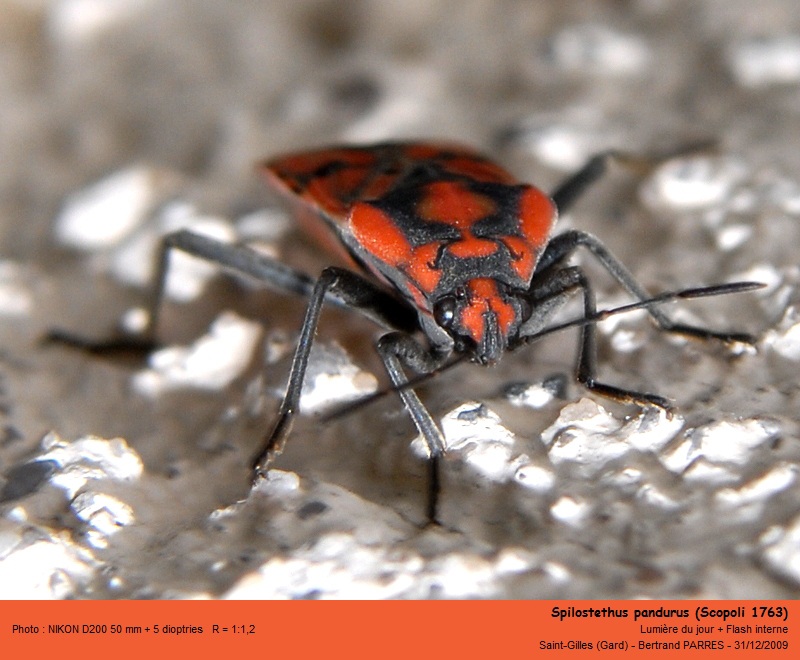 Spilostethus pandurus (Scopoli, 1763) #13941
