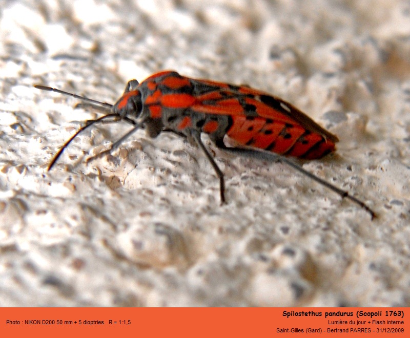 Spilostethus pandurus (Scopoli, 1763) #13942