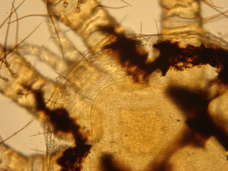 Spinturnix cf myoti - Spinturnicidae #24132