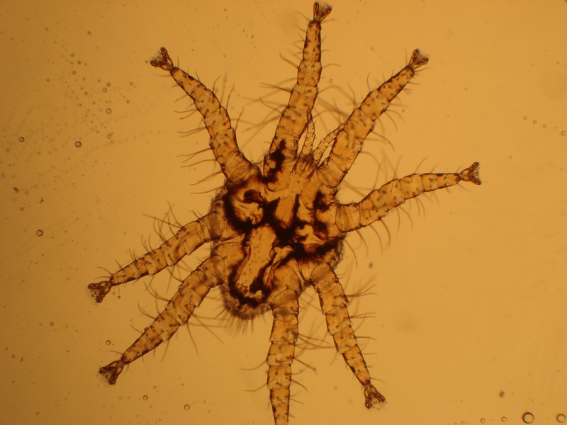 Spinturnix cf myoti - Spinturnicidae #24129