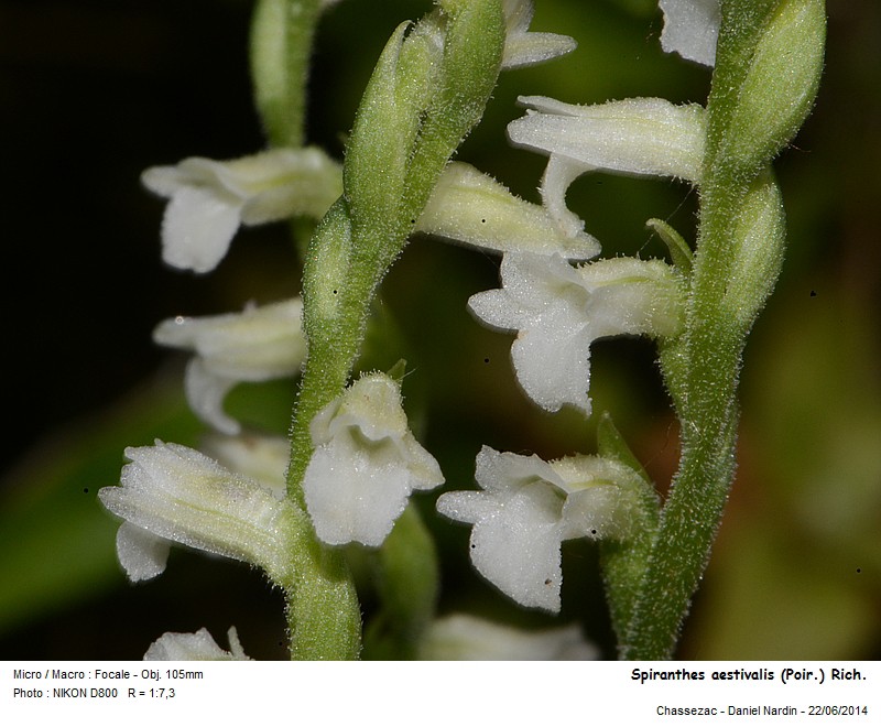 Spiranthes aestivalis (Poir.) Reich. #37988