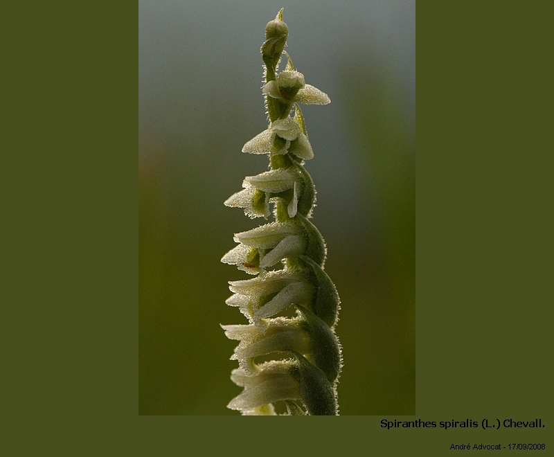 Spiranthes spiralis (L.) Chevalier (orchidée) #5595