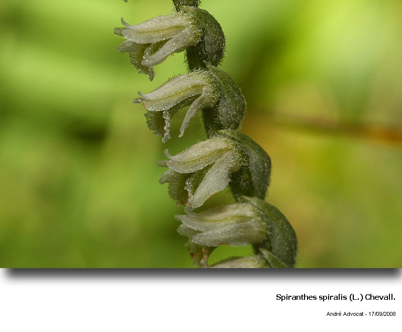 Spiranthes spiralis (L.) Chevalier (orchidée) #5600