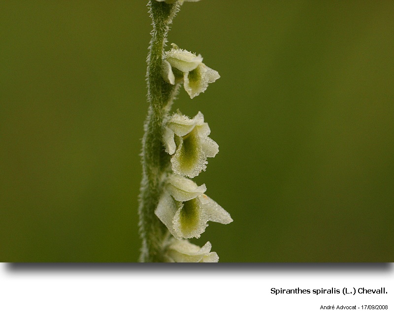 Spiranthes spiralis (L.) Chevalier (orchidée) #5599