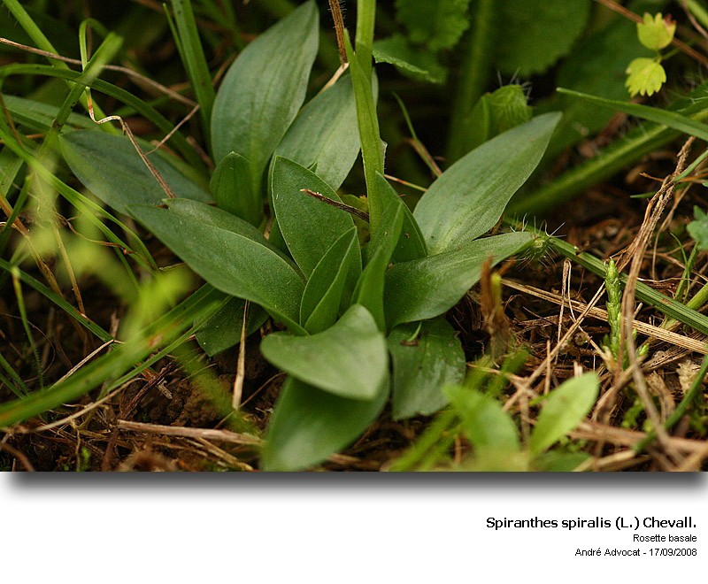 Spiranthes spiralis (L.) Chevalier (orchidée) #5593