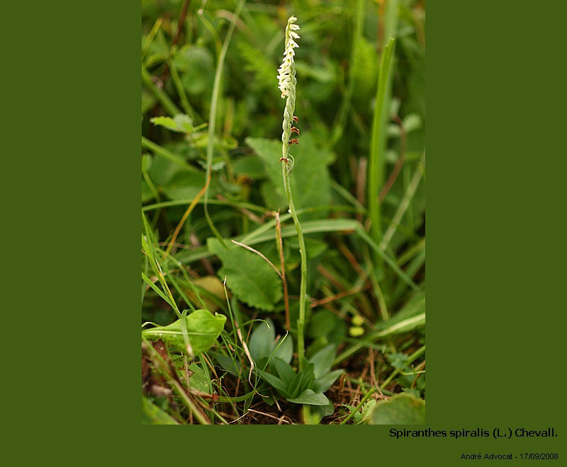 Spiranthes spiralis (L.) Chevalier (orchidée) #5592
