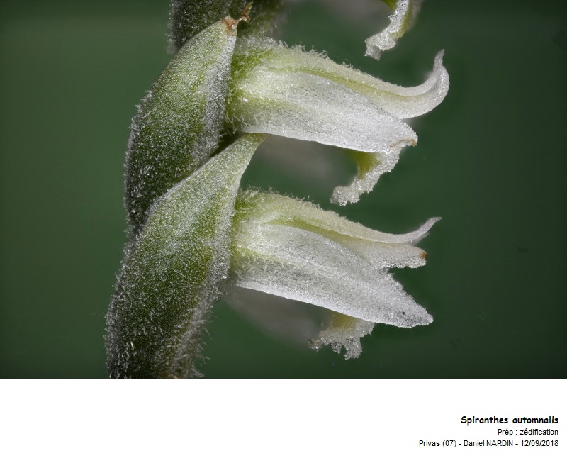 Spiranthes spiralis (L.) Chevalier; le spiranthe d automne #56268