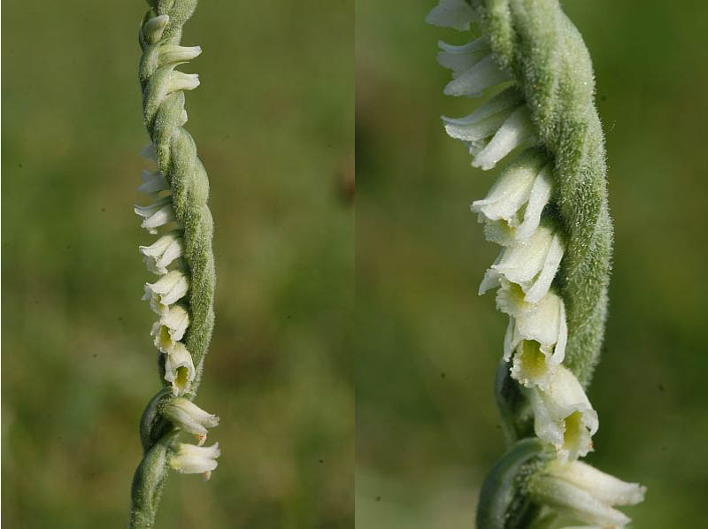 Spiranthes spiralis (L.) Chevalier; le spiranthe d automne #5585