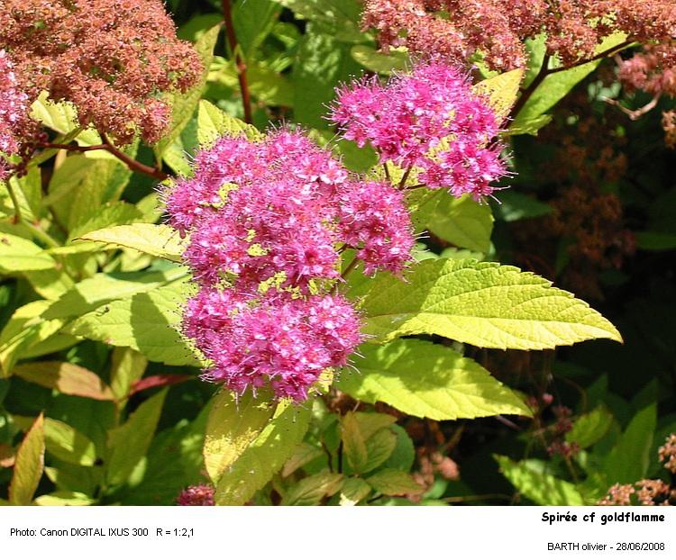 Spirea goldflame #4620