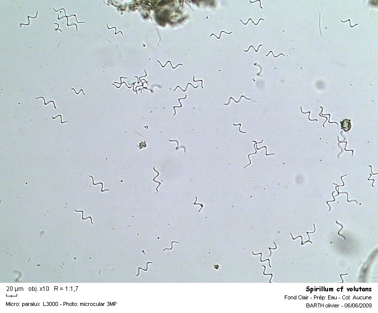 Spirillum volutans #10957