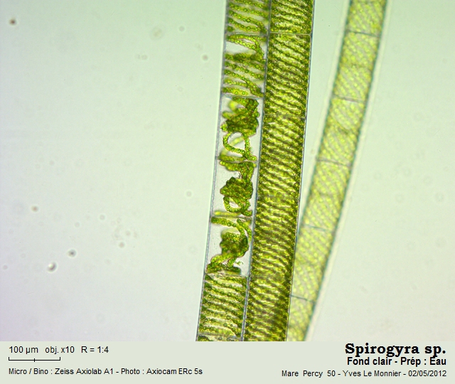 Spirogyra Link. 1820 #26880