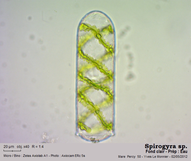 Spirogyra Link. 1820 #26881