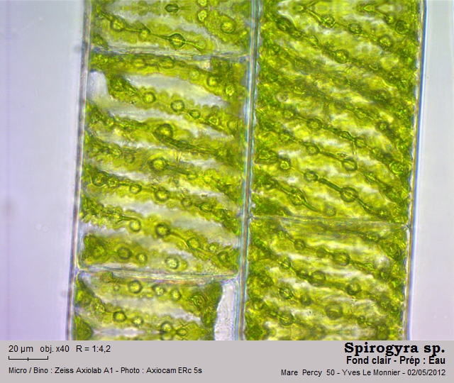 Spirogyra Link. 1820 #26882