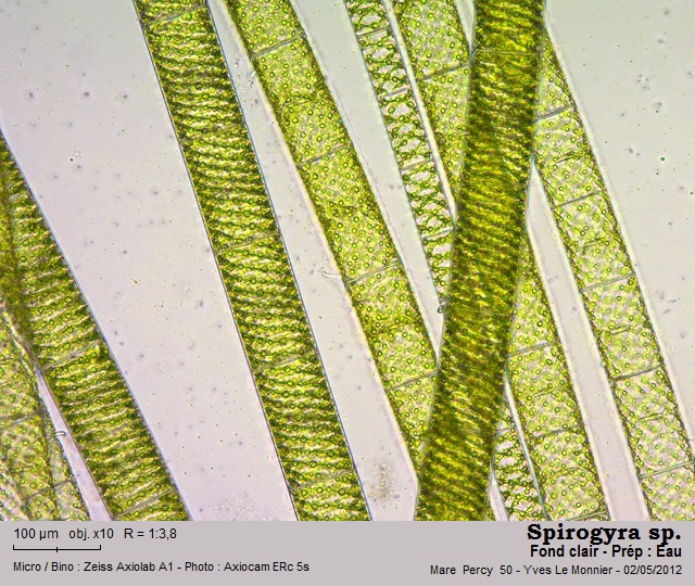 Spirogyra Link. 1820 #26883