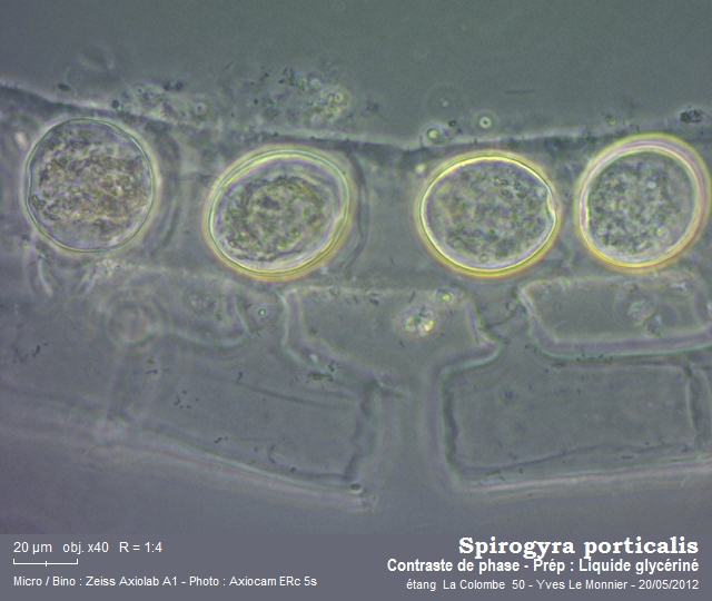 Spirogyra porticalis (O.F. Müller) Cleve 1868 #27123