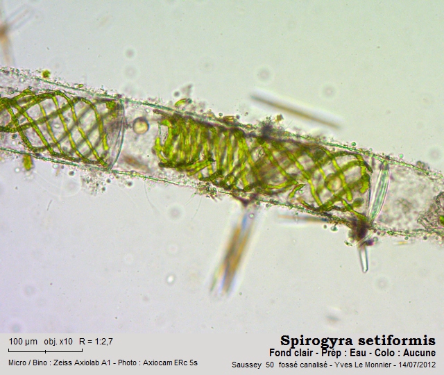 Spirogyra setiformis (Roth.) Kützing, 1845 #27792