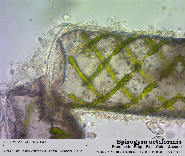 Spirogyra setiformis (Roth.) Kützing, 1845 #27793