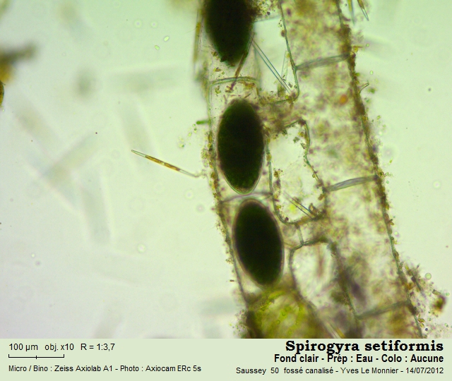 Spirogyra setiformis (Roth.) Kützing, 1845 #27794